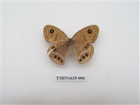 藏品(寶島波眼蝶)的圖片